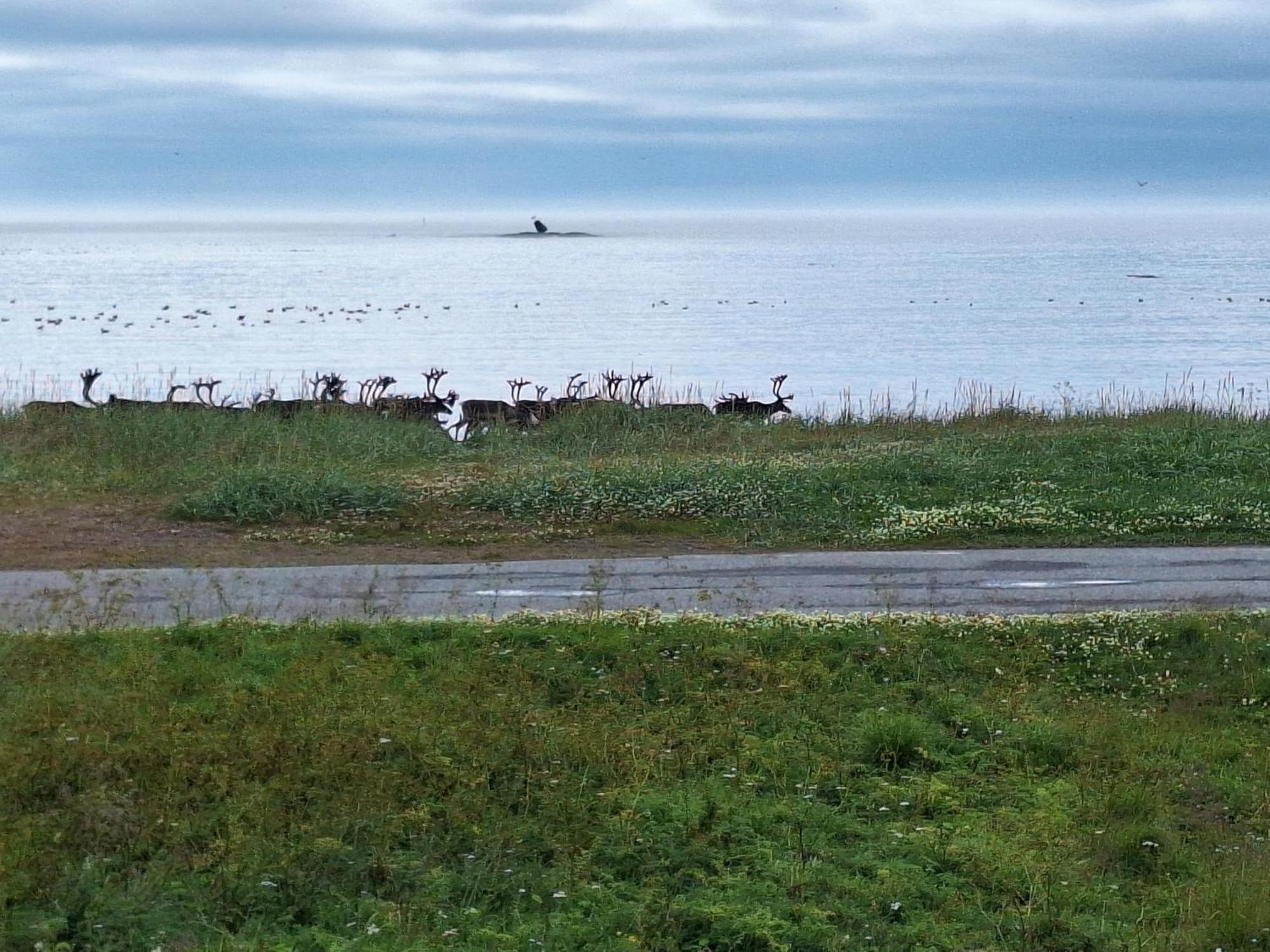 Feriehus Ved Barentshavet - Holiday Home By The Barents Sea Ytre Kiberg Exterior foto